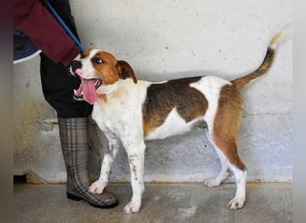 Olli - Quirliges Hundekind braucht dringend Familie