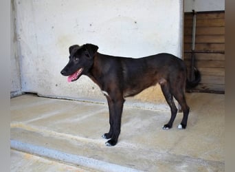 Ouzo - "Und wenn sie nicht weg sind......