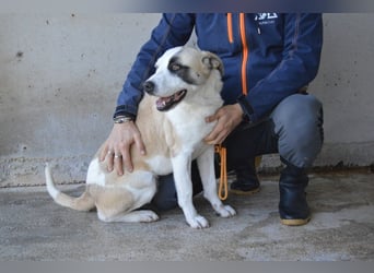 Dayra - freundlich, sanft und bereit für ein schönes Zuhause