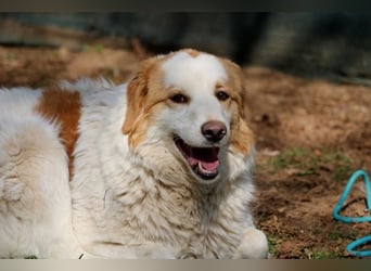 Tish - mit dem wunderschönen Kuschelfell