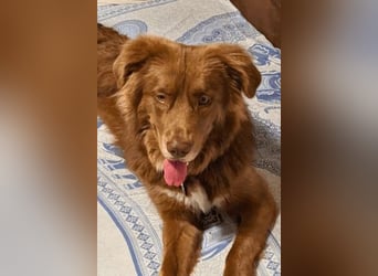 Eurialo - SOS - Dringend Pflegestelle oder neues Zuhause gesucht/Wenn du alles verlierst