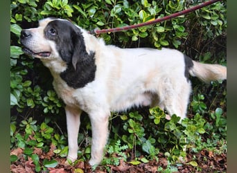 Poldino - Talent zum Seelenhund
