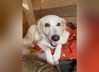 Idylle - Sanfte Hündin sucht Lieblingsmenschen