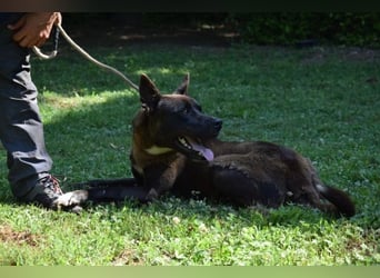 Chufo - ein Energiebündel
