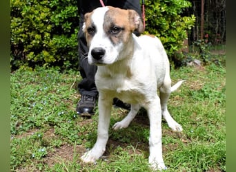 Elenio - SOS - Dringend neue Pflegestelle oder ein Zuhause gesucht - Ein leuchtendes Fellknäuel