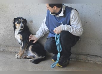 Aroldo - Sanfter Rüde sucht sein Lebensglück