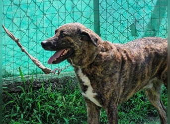 Ludwig - Nur Mädchen erlaubt