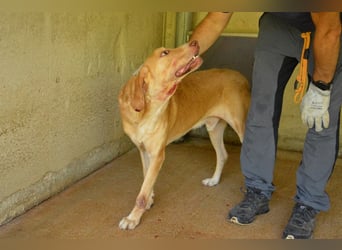 Dioneo - nur ein....!