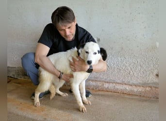 Rylando - Ein Anfang, der nie kam