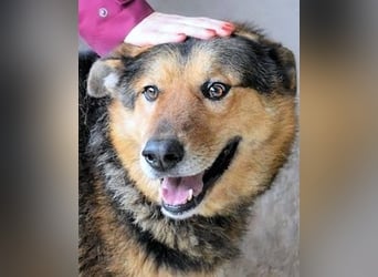 Annalise - Eine liebevolle Gefährtin mit einem sicheren Wesen