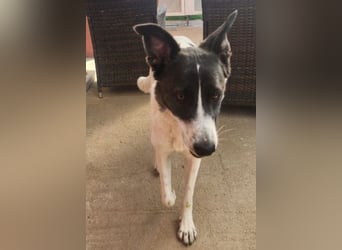 Fioretta - NOTFALL - 2. Lebensglück gesucht