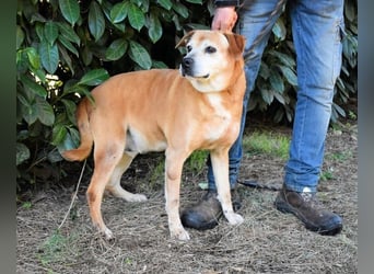 Rinaldo - Gold-Senior sucht dringend Zuhause