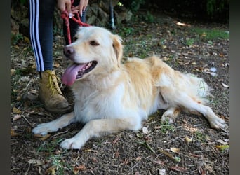 Rodman - läuft sich die Seele wund