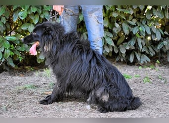 Settimio - Ich bin da, jetzt läuft's!?