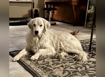 DALILA - auf PS in Niedersachsen