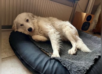 DALILA - auf PS in Niedersachsen