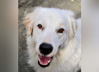 DALILA - auf PS in Niedersachsen DALILA - auf PS in Niedersachsen