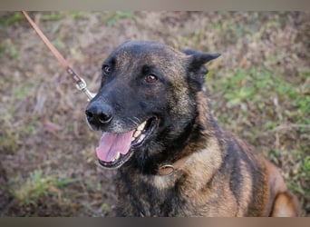 Leon: Malinois-Fans aufgepasst!