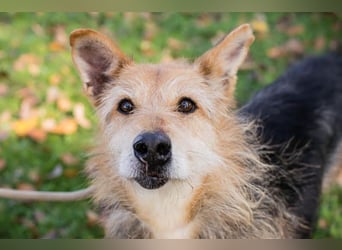 Bently: sucht Sicherheit