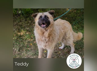 Teddy sucht ein Zuhause