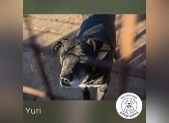 Yuri 854631 sucht ein zu Hause