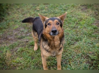 Xaver sucht ein Zuhause