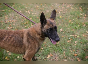 Airi: sucht ein Zuhause