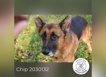 Chip 2030132: sucht ein Zuhause