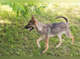 Marlee: Lebensfreude sucht Zuhause