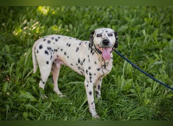 Chip 283717 sucht ein Zuhause