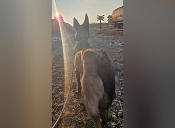 Airi: sucht ein Zuhause