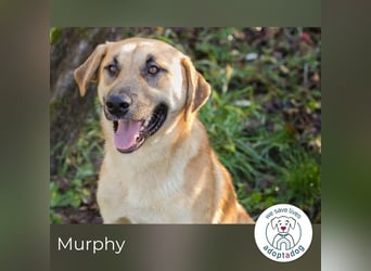 Murphy 235613 sucht ein zu Hause