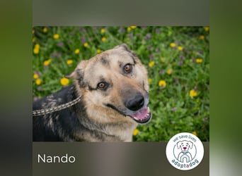 Nando: Spielgefährte gesucht!