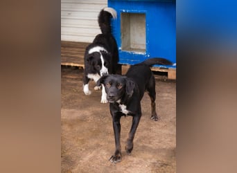 Gwen sucht ein neues Für-immer-Körbchen!