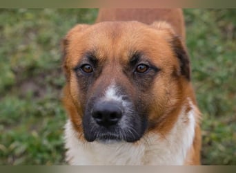 Basco: Kämpferherz sucht Liebe