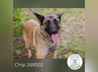 Chip 269302 sucht ein Zuhause