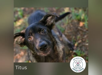 Titus 269957 sucht ein zu Hause