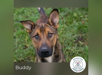 Buddy: Dein bester Freund
