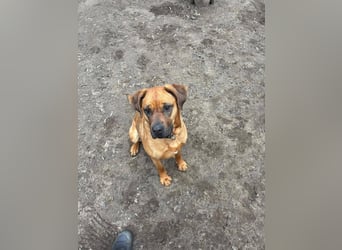 Fjella 240004 sucht ein zu Hause