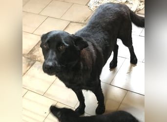 Sonja: Hundemama sucht Zuhause
