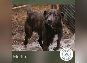 Merlin: Ein Herz voller Freundlichkeit