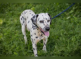Chip 283717 sucht ein Zuhause