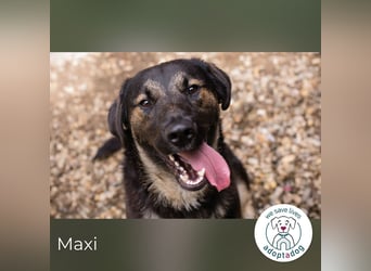 Maxi: Sonnenschein auf vier Beinen