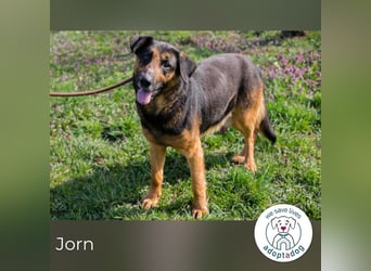Jorn 271719 sucht ein zu Hause