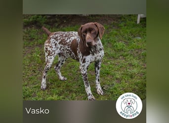 Vasko: Lebendiger Teamplayer