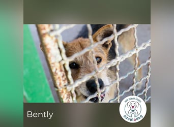 Bently: sucht Sicherheit