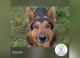 Xaver sucht ein Zuhause