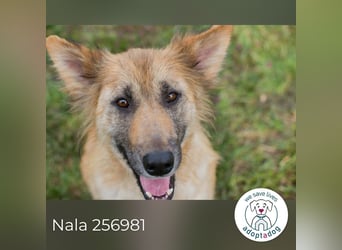 Nala: Fröhlich und kooperativ