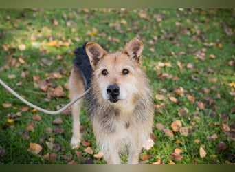 Bently: sucht Sicherheit