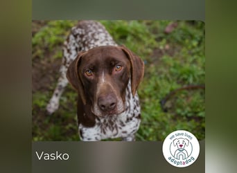 Vasko: Lebendiger Teamplayer